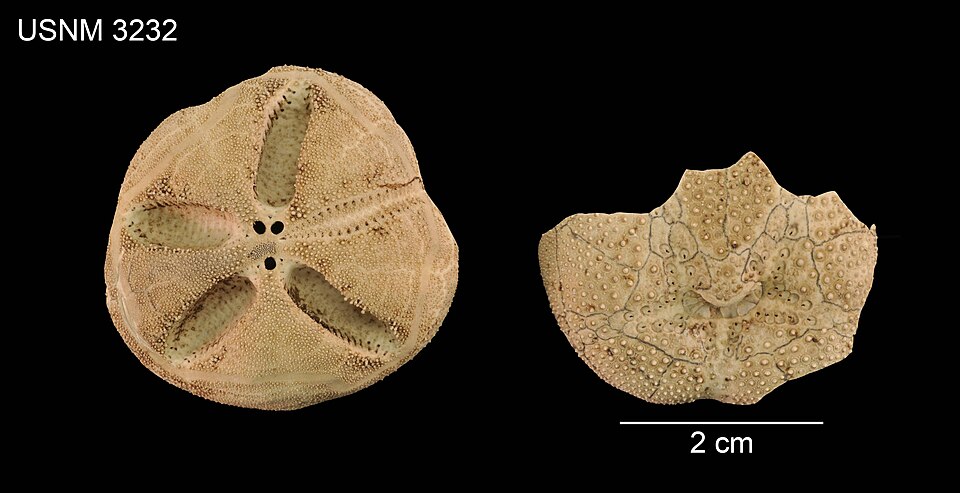 Abatus cordatus
