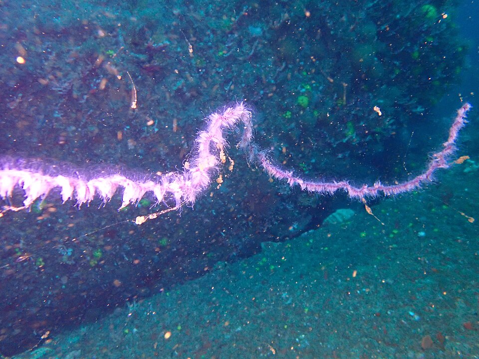 Abylopsis tetragona
