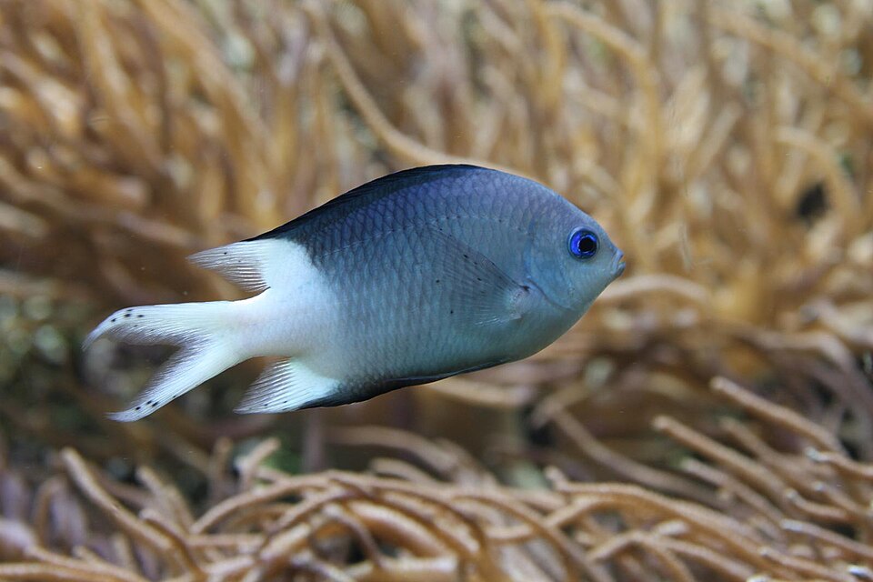 Spiny chromis