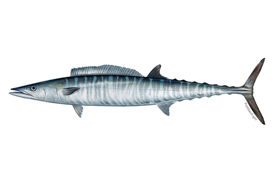 Wahoo