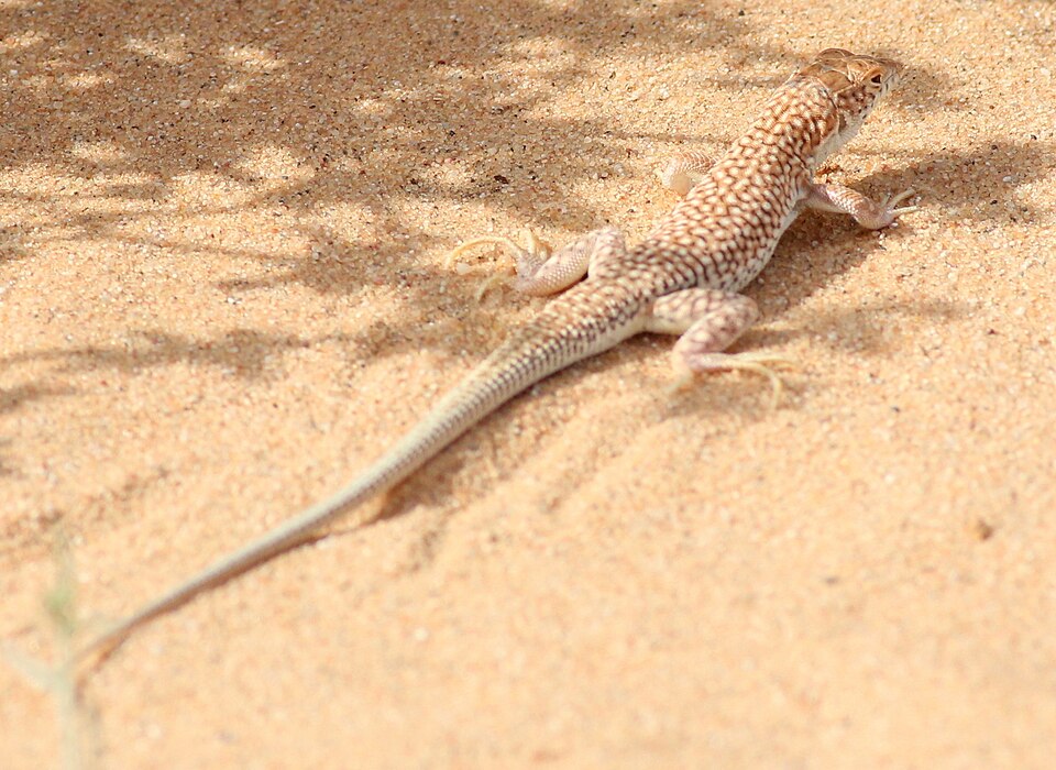 Duméril's Fringe-fingered Lizard