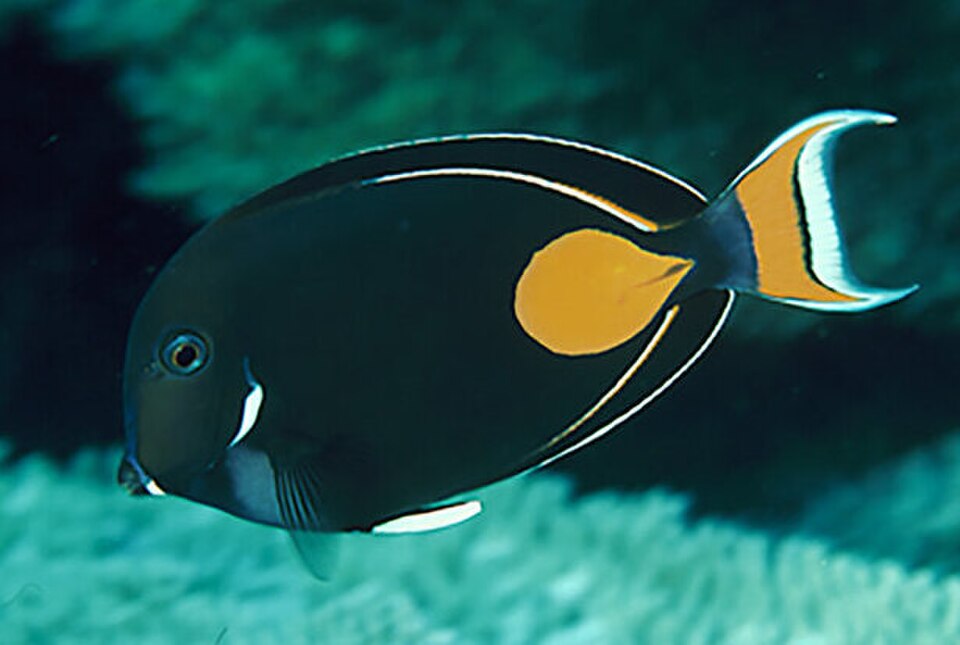 Redblotch Surgeonfish
