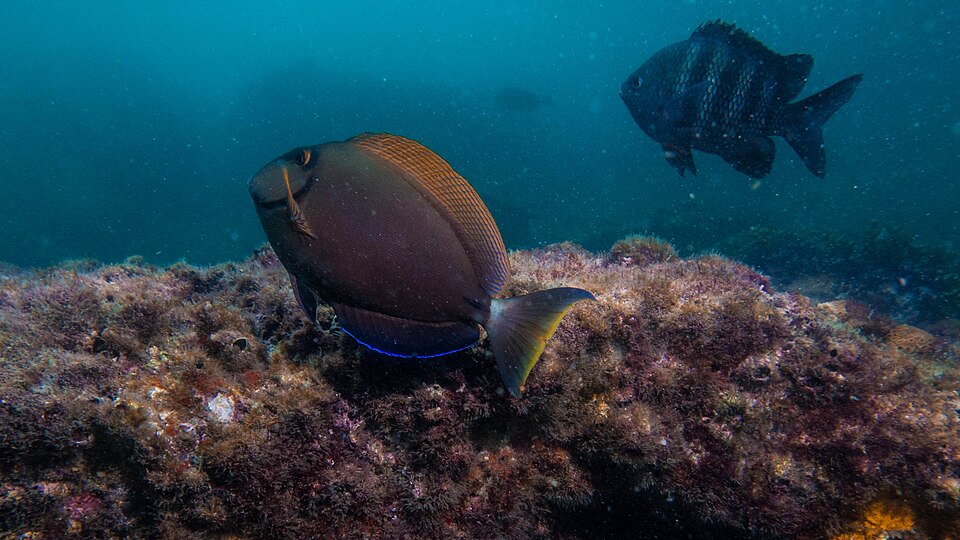 Ocean surgeon