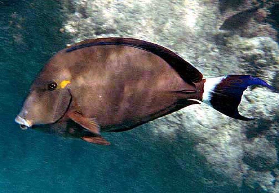 Ringtail surgeonfish