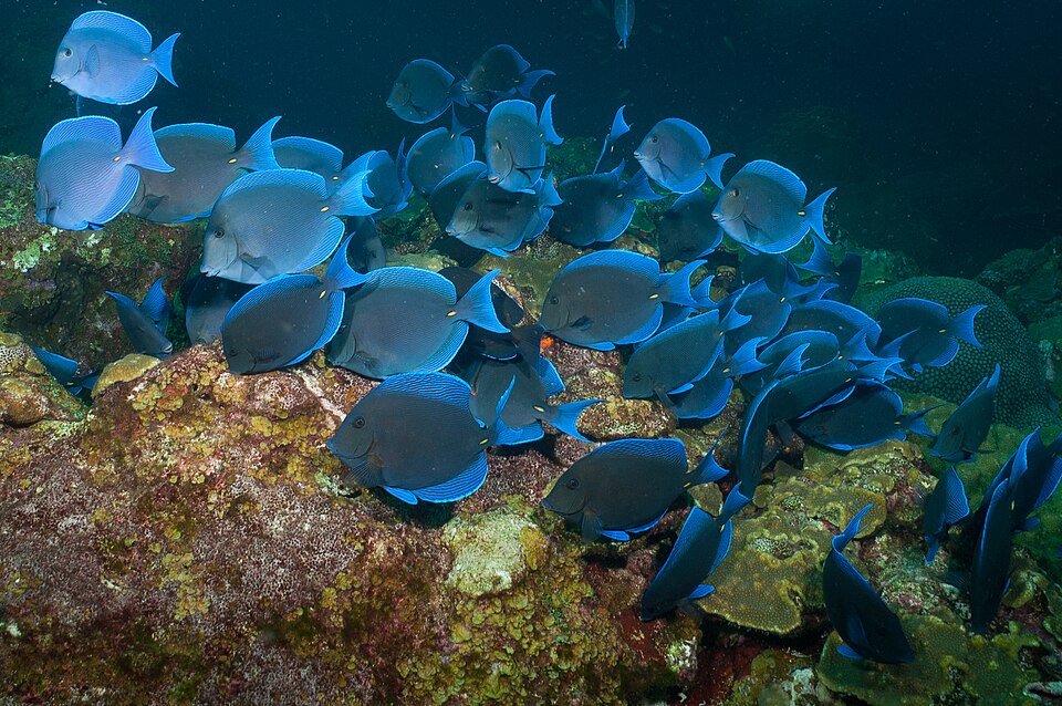 Blue tang surgeonfish
