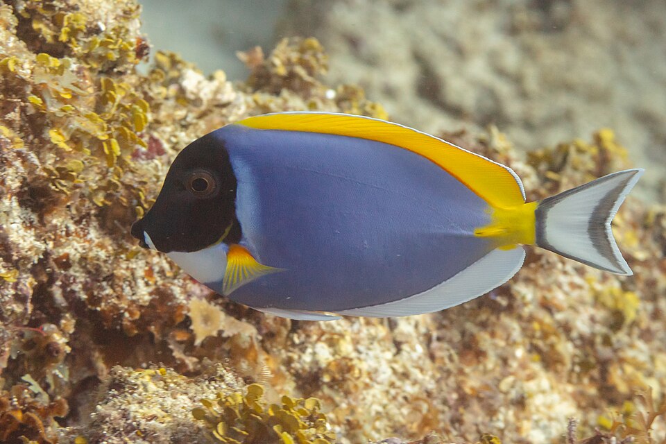 Powderblue surgeonfish