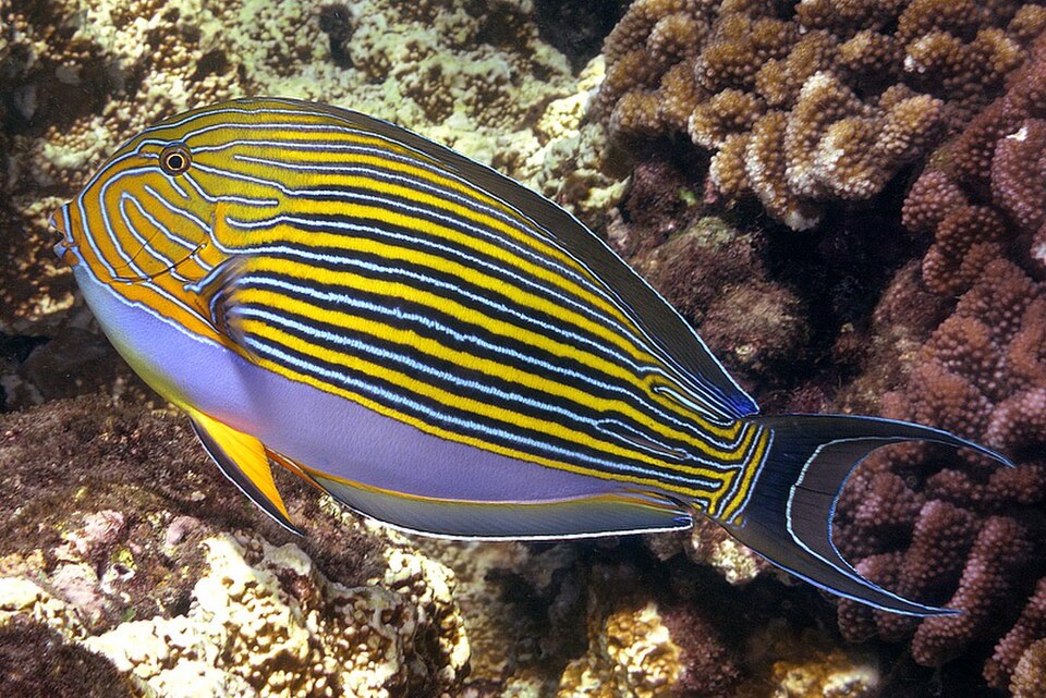 Striped Surgeonfish