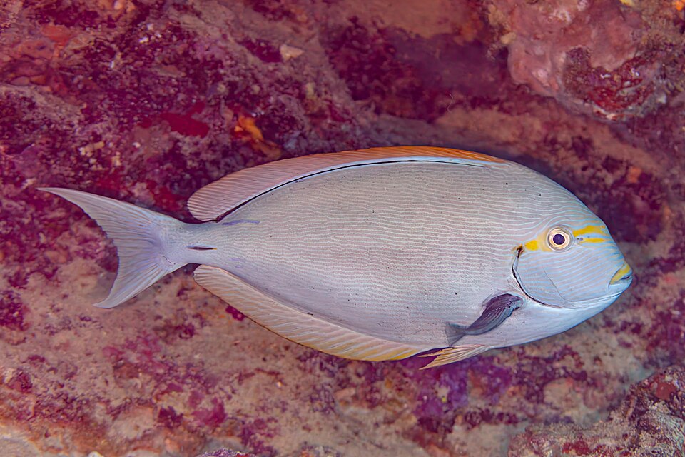 Elongate surgeonfish