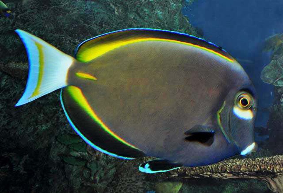 Whitecheek surgeonfish