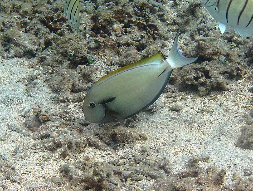 Blackstreak Surgeonfish