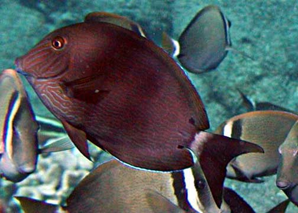 Bluelined Surgeonfish