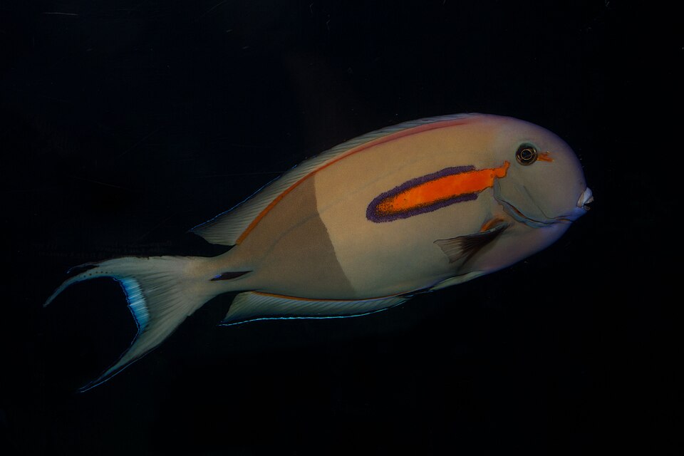 Orangeband Surgeonfish