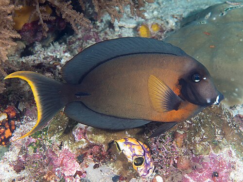 Fire Surgeonfish