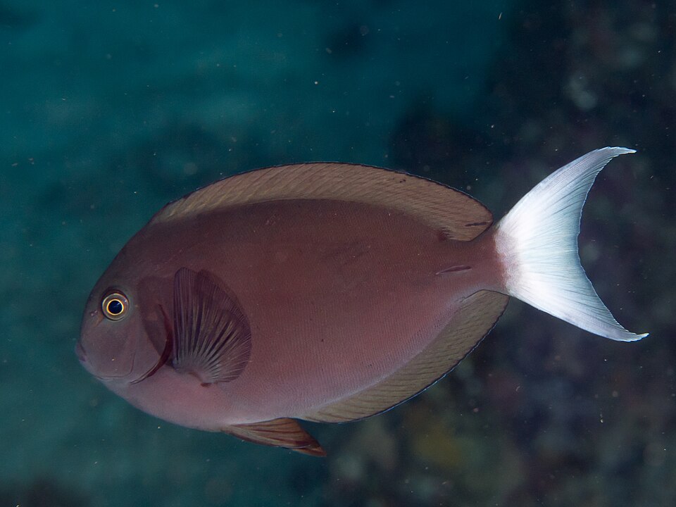 Thompson's Surgeonfish