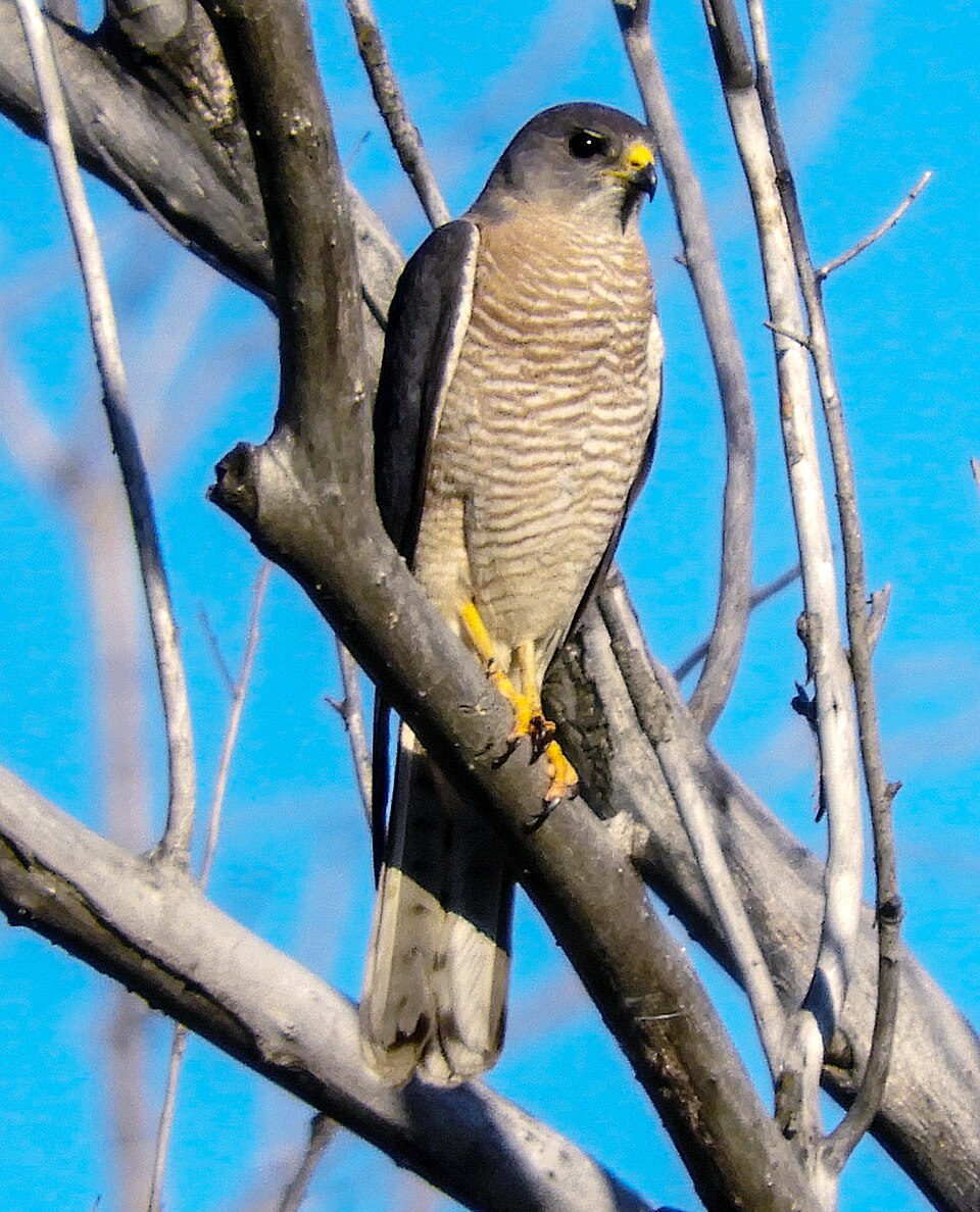 Levant/Eurasian Sparrowhawk