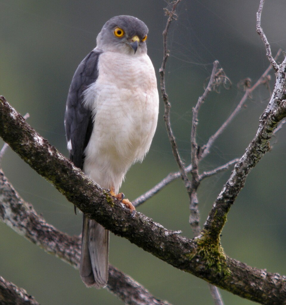 Frances's Goshawk