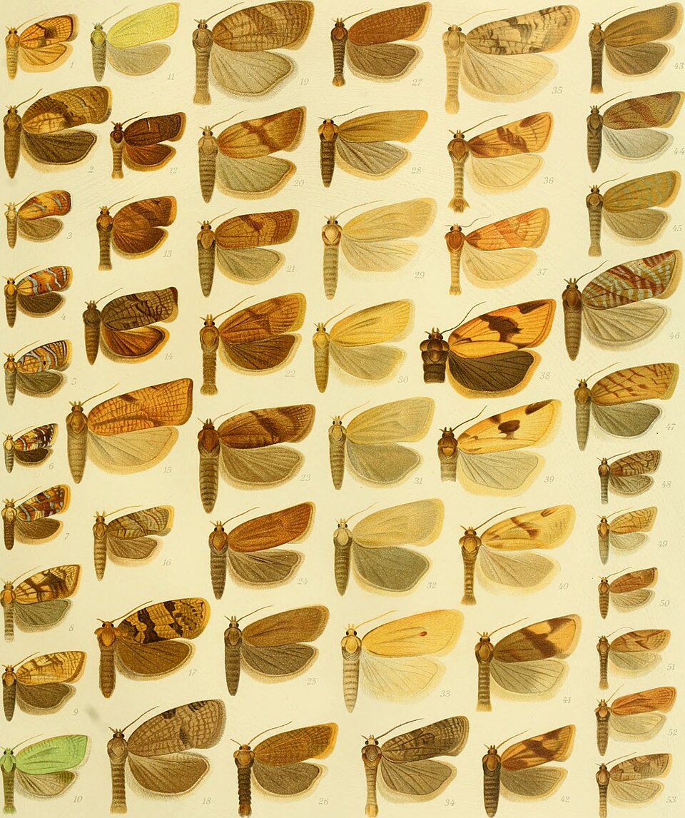 Acleris conchyloides