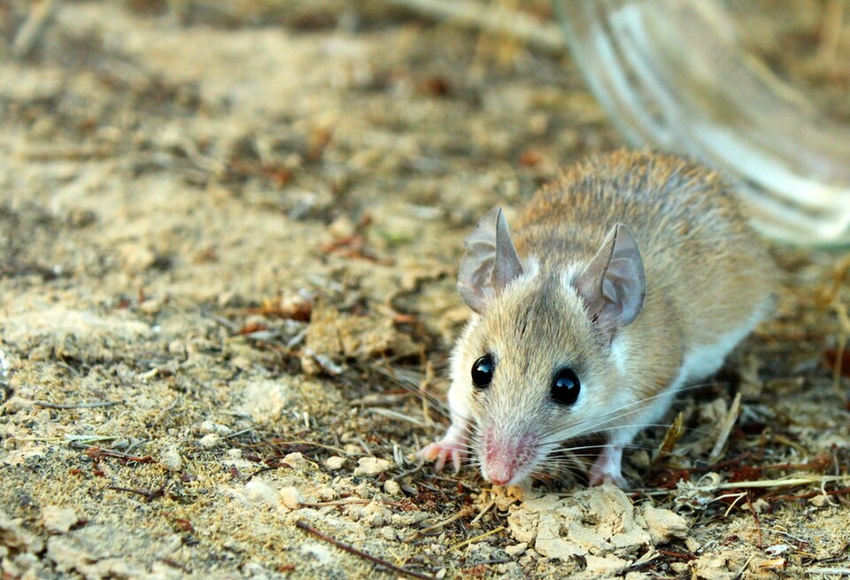 Northeast African Spiny Mouse