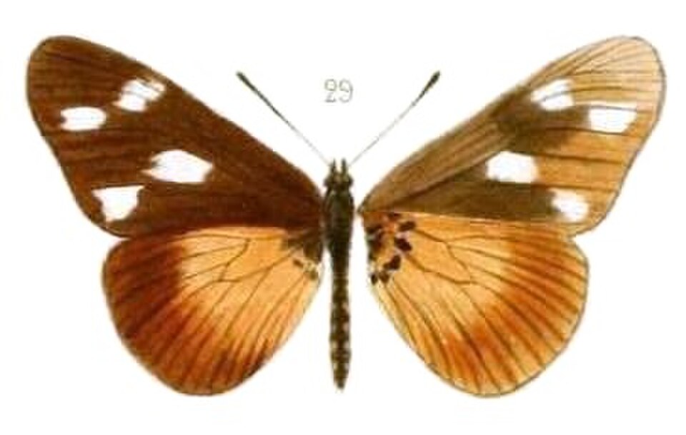 Acraea johnstoni