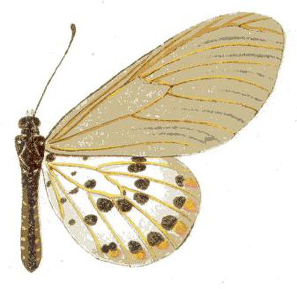 Acraea ranavalona