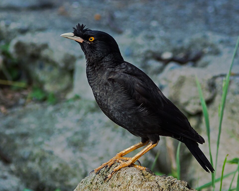 Crested Myna