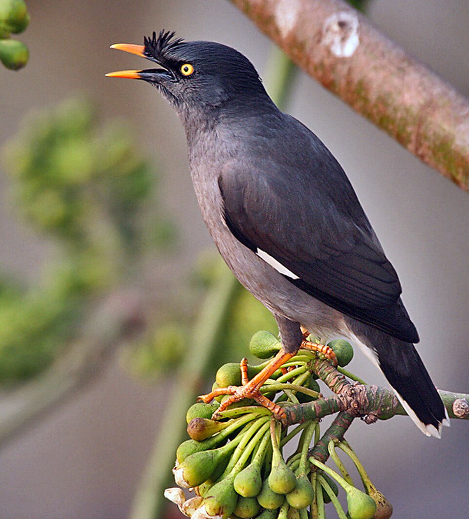 Jungle Myna