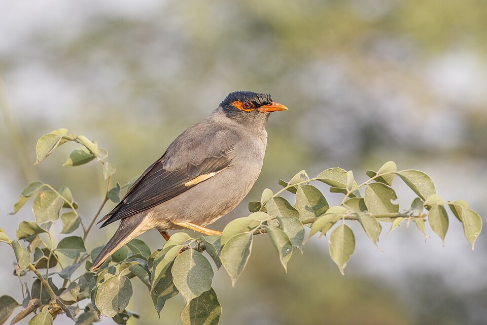Bank Myna