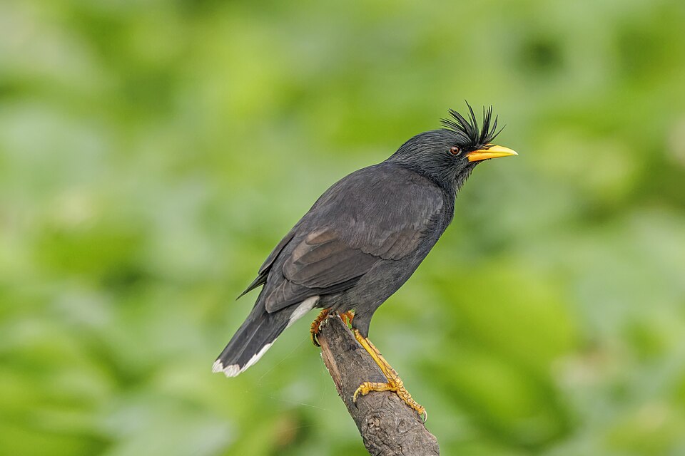 Great Myna