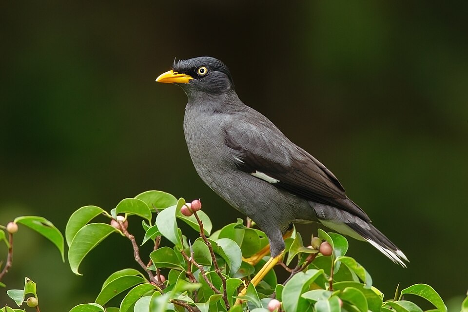 Javan Myna