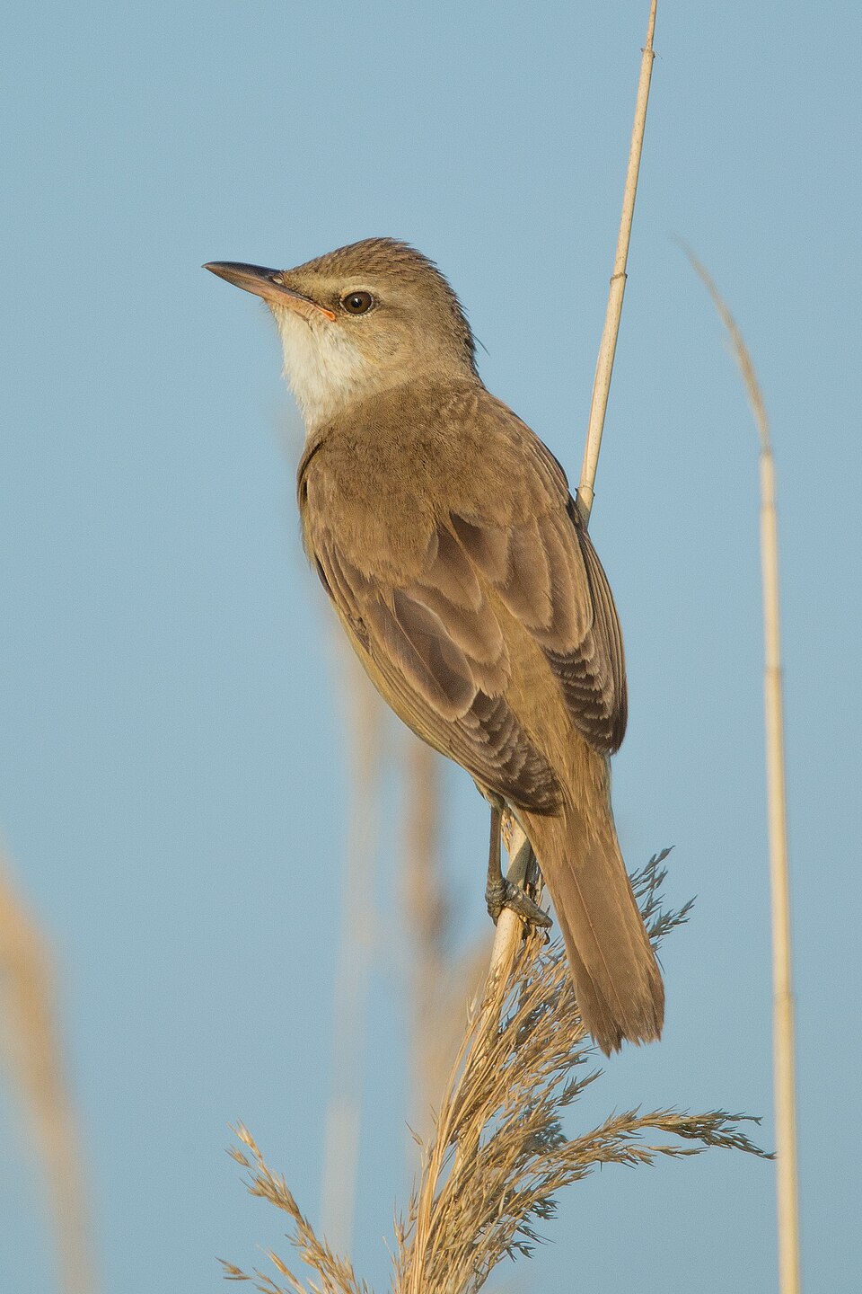 Great Reed Warbler
