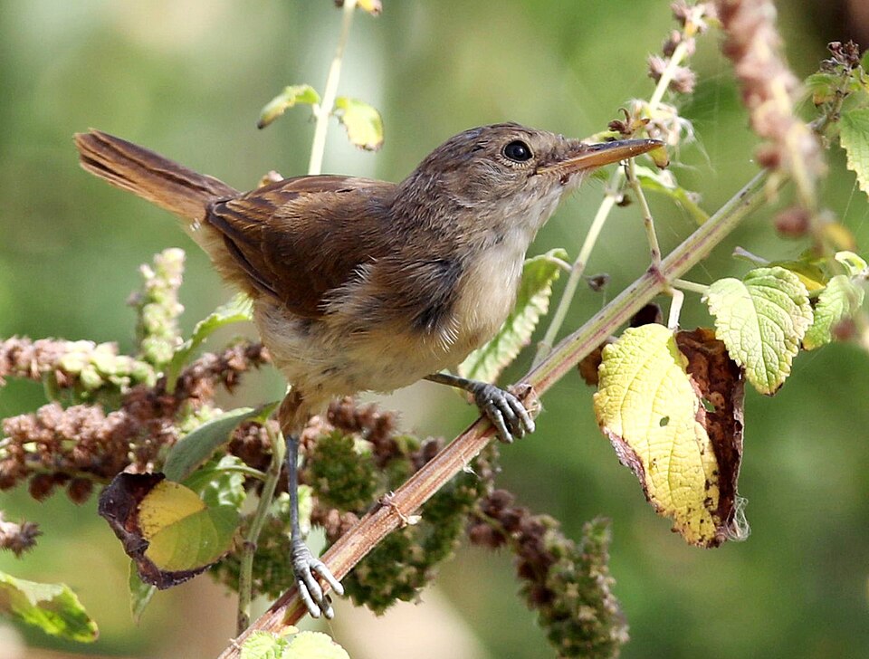 Cape Verde Swamp Warbler