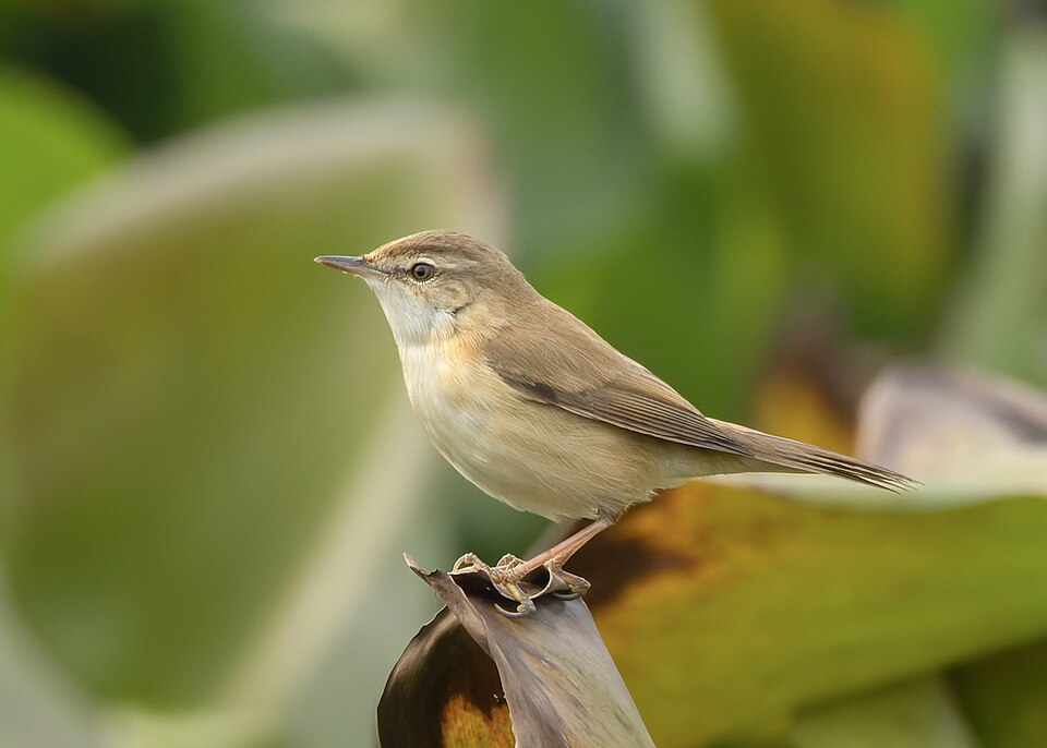Blyth's Reed Warbler