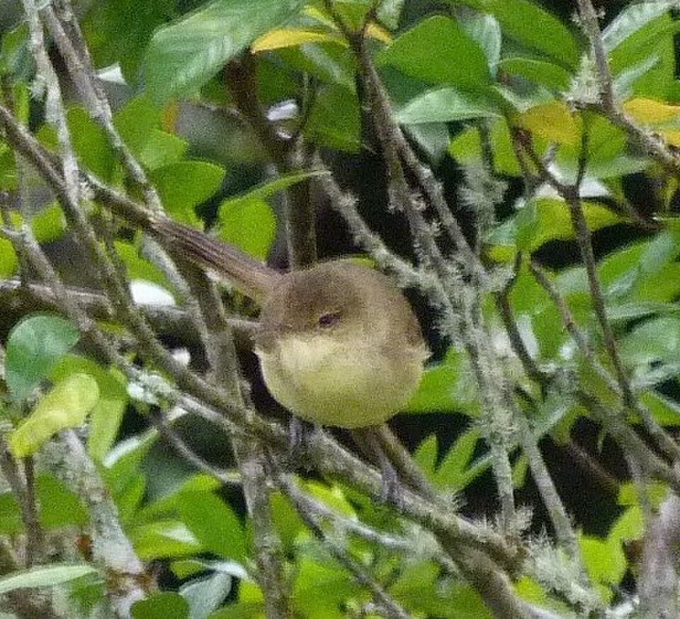 Cook Islands Reed Warbler