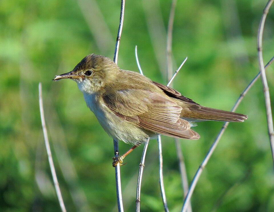 Marsh Warbler/Eurasian Reed Warbler