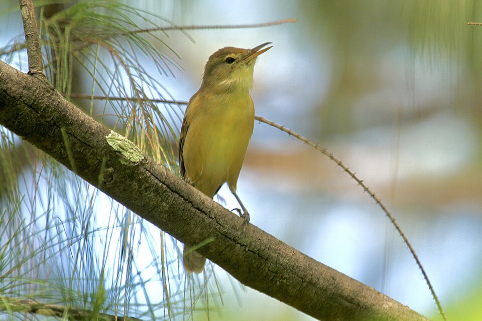 Nauru Reed Warbler