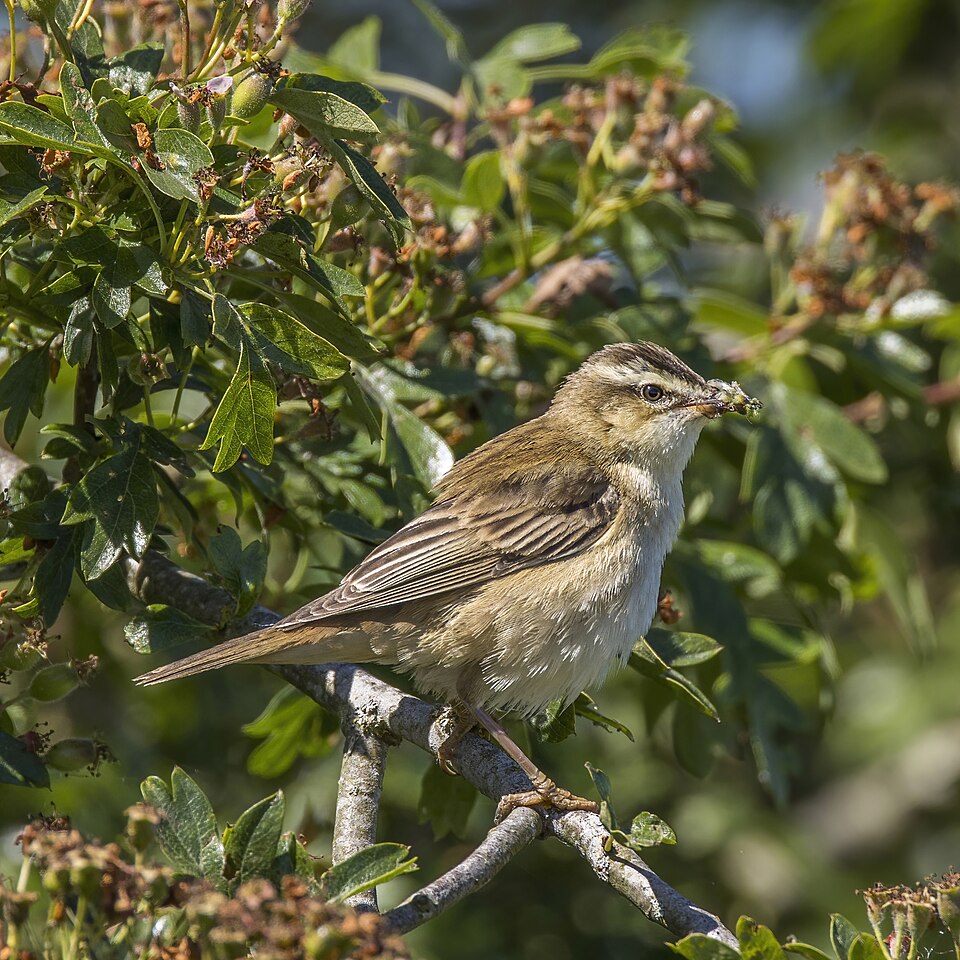 Sedge Warbler