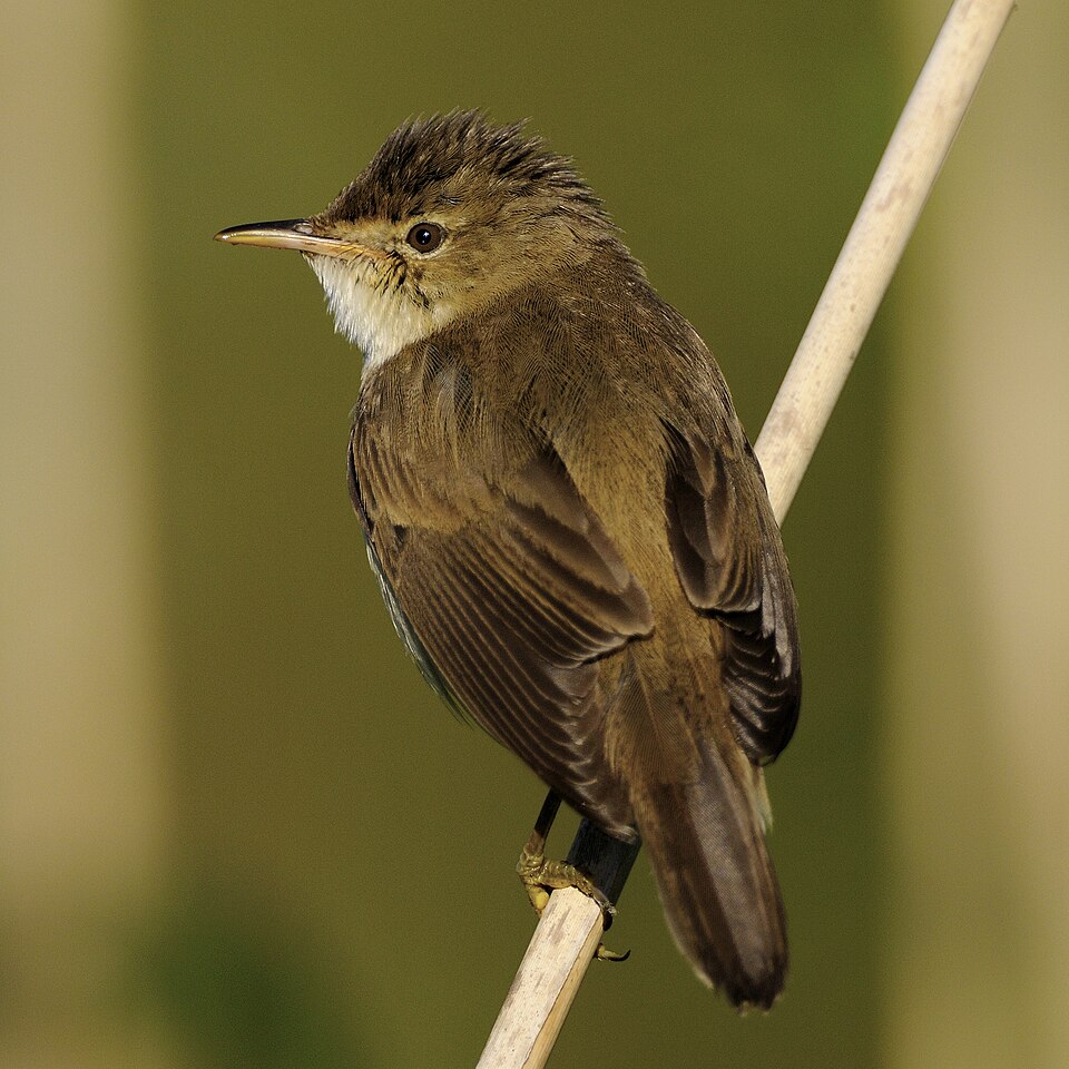 Eurasian Reed Warbler