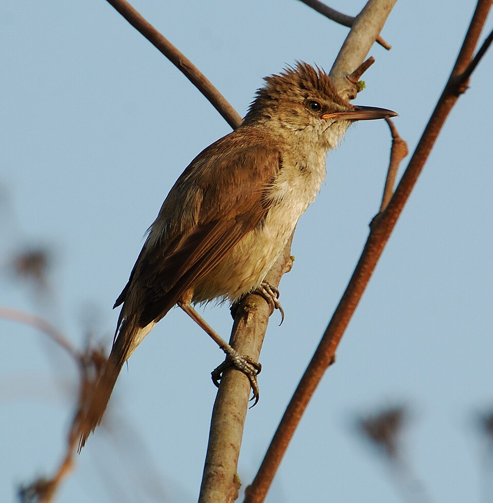 Clamorous Reed Warbler
