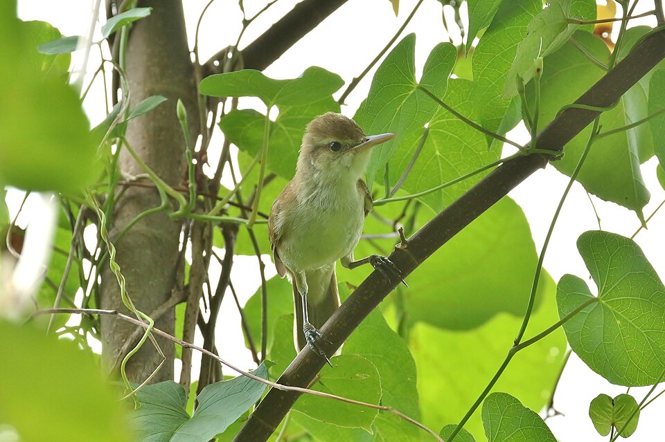 Caroline Reed Warbler