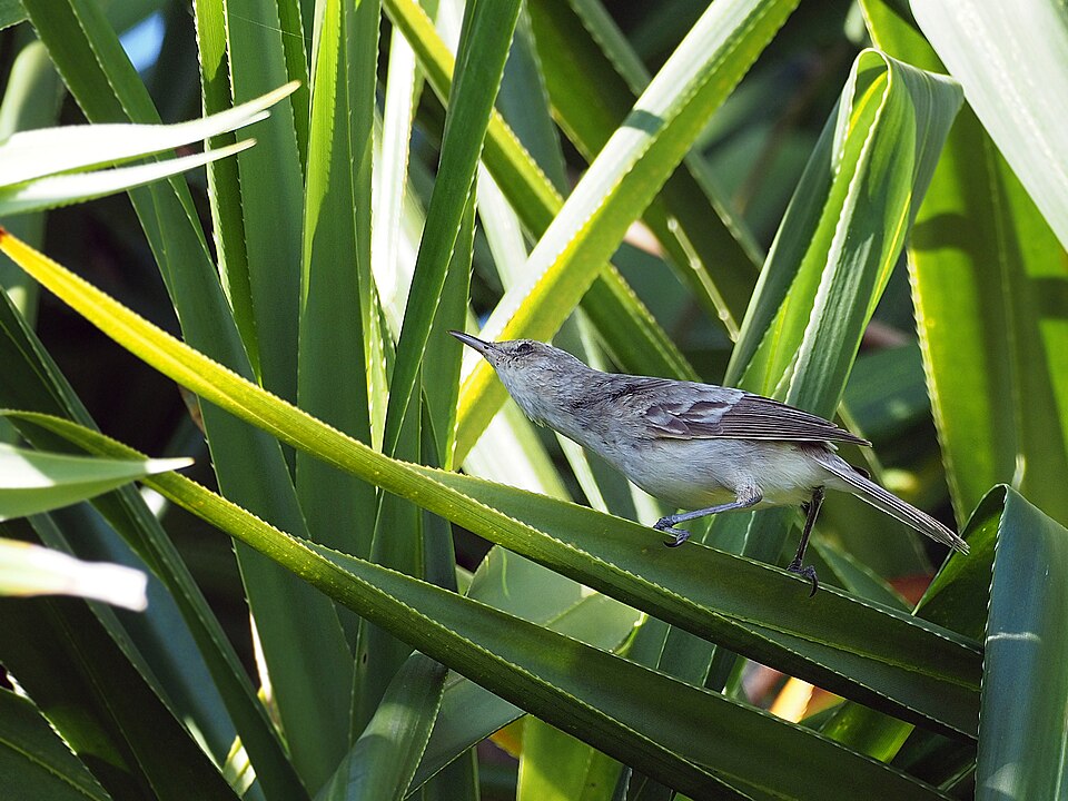 Henderson Island Reed Warbler