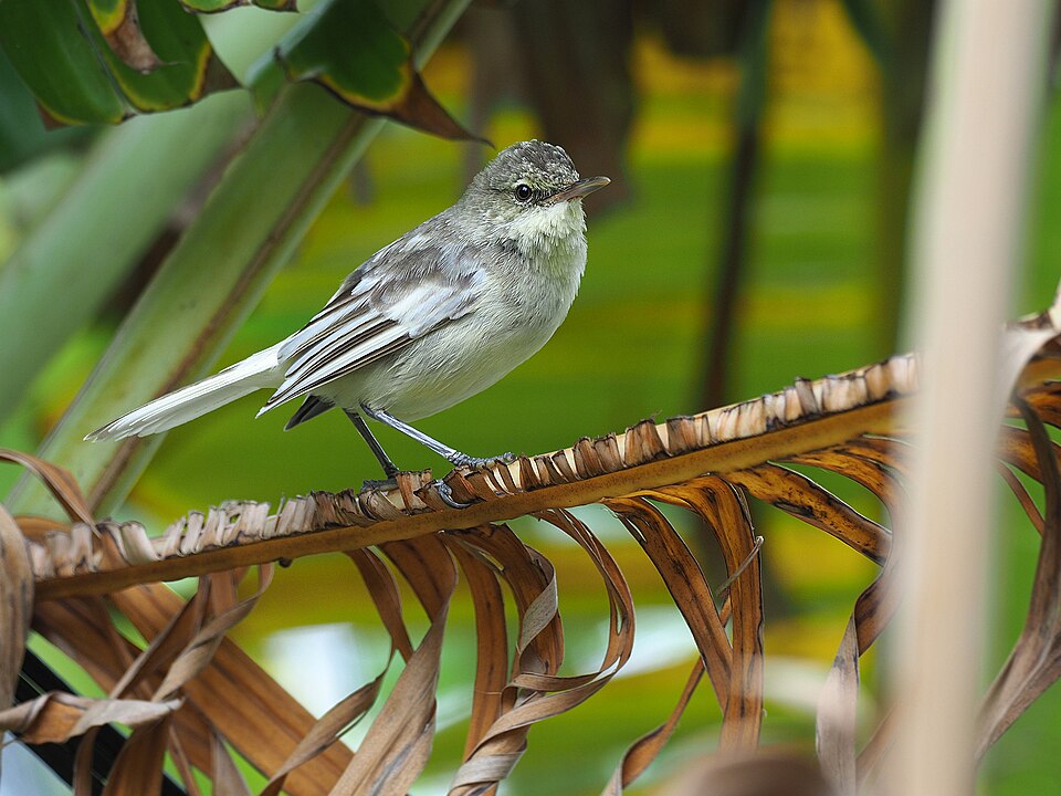 Pitcairn Reed Warbler