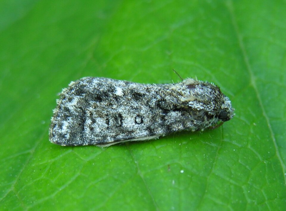 Knot Grass [moth]