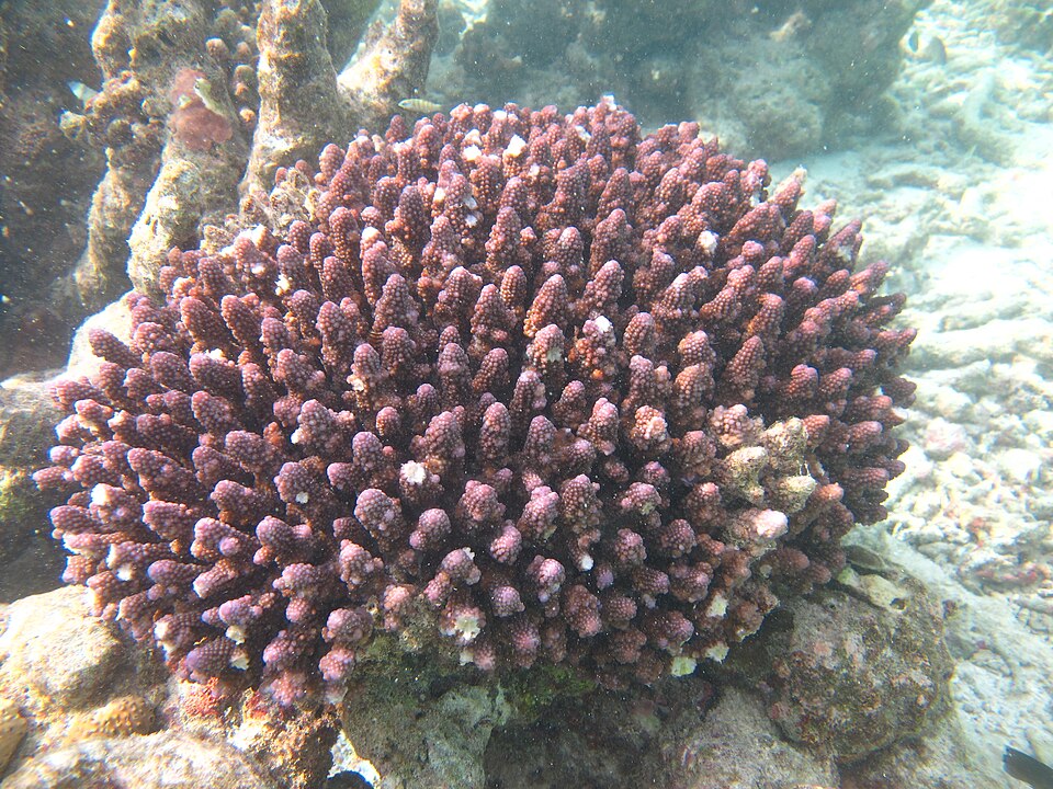 Finger Coral
