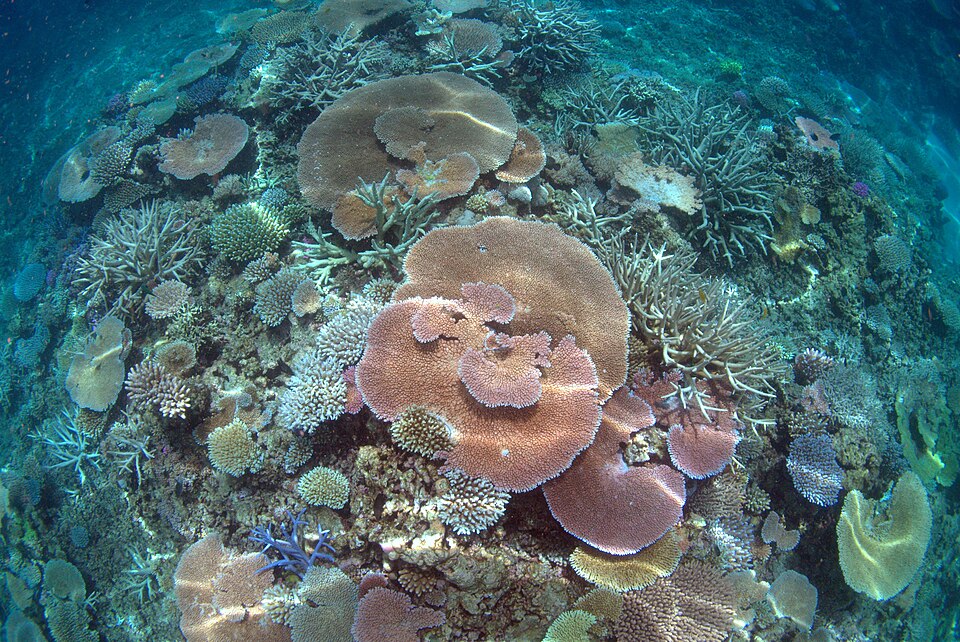 Brush Coral