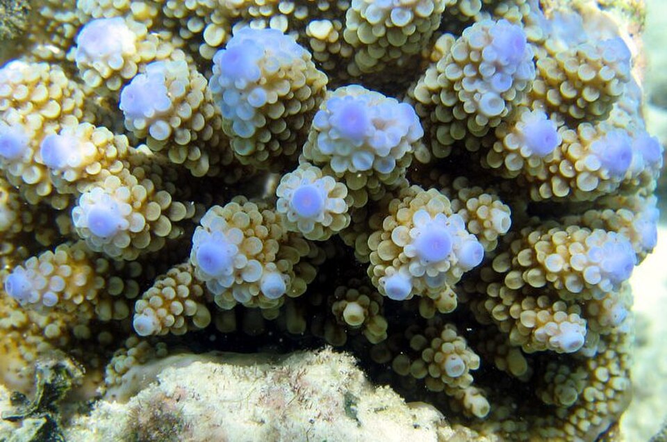 Branching staghorn coral