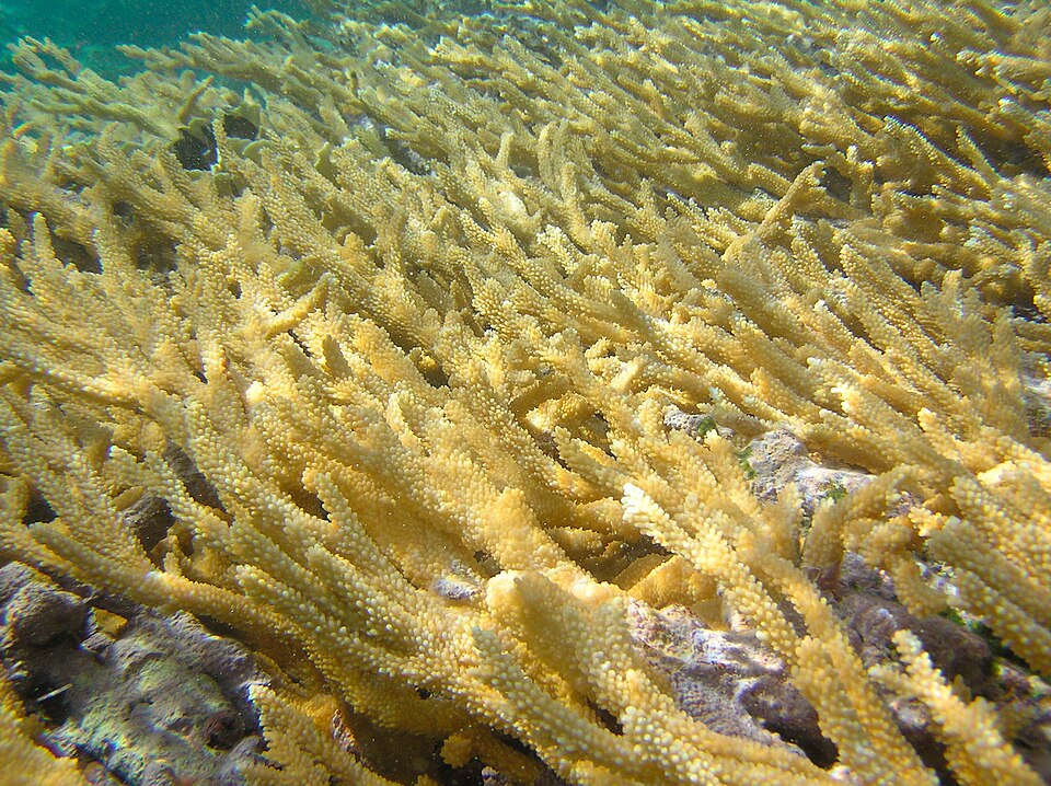 fused staghorn coral