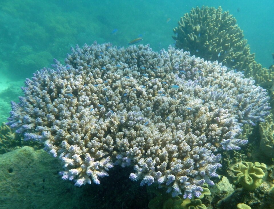 Bushy staghorn coral