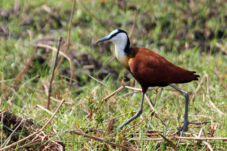 African Jacana