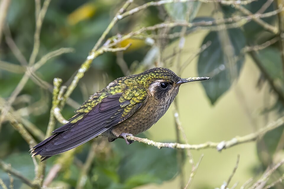 Speckled Hummingbird