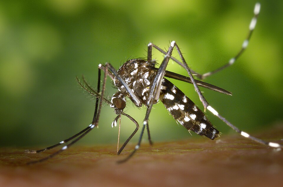 Asian tiger mosquito, Forest day mosquito